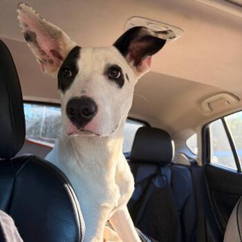 Empanada Willow -  Terrier and Mixed Breed Dog for Adoption in Franklin, North Carolina - Empanada Willow | PetCurious