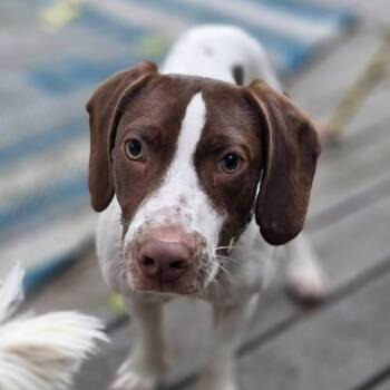 Rescue Beagle Dogs for Adoption in Columbia, South Carolina - Niblet | PetCurious