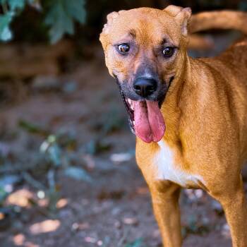 Tippy -  Hound Dog for Adoption in Junction City, Kentucky - Tippy | PetCurious