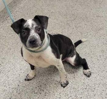 Lottie -  Mixed Breed Dog for Adoption in Kansas City, Missouri - Lottie | PetCurious