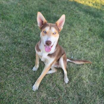 Casper -  Husky and Mixed Breed Dog for Adoption in Tacoma, Washington - Casper | PetCurious