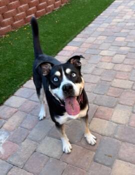 Rescue Husky and English Bulldog Dogs for Adoption in Henderson, Nevada - Dinah | PetCurious