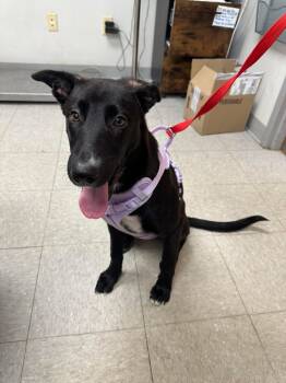 Rescue Shepherd Dogs for Adoption in Sorrento, Louisiana - Amite | PetCurious