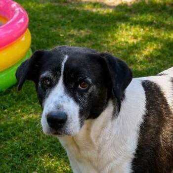 Border Collie and Labrador Retriever Dogs Available for Adoption in Locust Fork, Alabama - Elowen | PetCurious