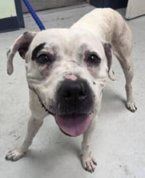 Burgett -  Mixed Breed Dog for Adoption in Savannah, Georgia - Burgett | PetCurious