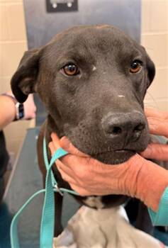 Black Mouth Cur Dogs Available for Adoption - FREDDY | PetCurious