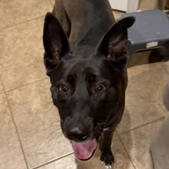 Rescue Belgian Shepherd Malinois Dogs for Adoption in Austin, Texas - Waffles LLD | PetCurious