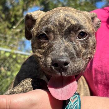 Rescue Pit Bull Terrier Dogs for Adoption in Montgomery, Alabama - Peanut | PetCurious