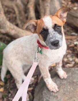 Guernsey -  Cattle Dog Dog for Adoption in Sunnyvale, California - Guernsey | PetCurious