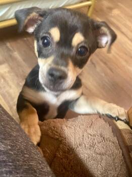 Chihuahua Dogs Available for Adoption in Texarkana, Texas - Cori In Texarkana TX | PetCurious