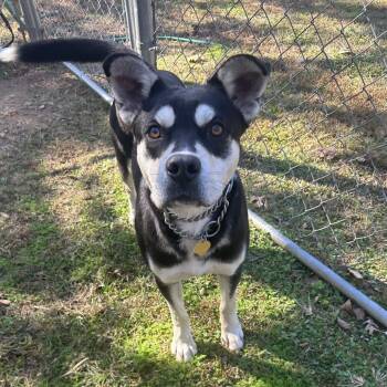 Rescue Mixed Breed Dogs for Adoption in Auburn, Alabama - Valentine | PetCurious