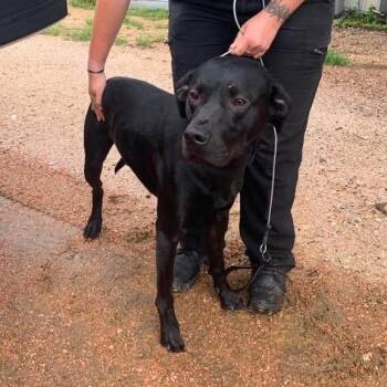 Black Labrador Retriever Dogs Available for Adoption in Buchanan Dam, Texas - Cooper | PetCurious