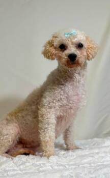 Vayda -  Bichon Frise Dog for Adoption in New Stanton, Pennsylvania - Vayda | PetCurious