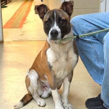 Shepherd Dogs Available for Adoption - Wheeler | PetCurious