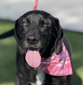 Rescue Basset Hound Dogs for Adoption in Hondo, Texas - Delta-One Of A Kind Queen Of Quirks! | PetCurious