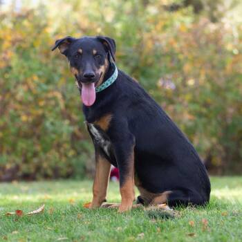 Shaggy -  Doberman Pinscher and Shepherd Dog for Adoption in New Washoe City, Nevada - Shaggy | PetCurious