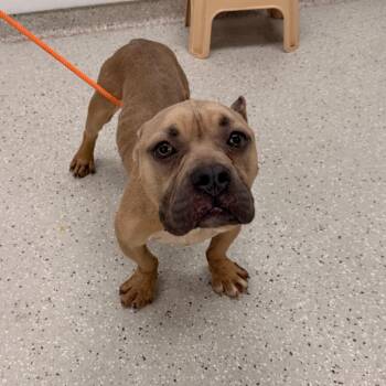 Sinbad -  Pit Bull Terrier Dog for Adoption in Indianapolis, Indiana - Sinbad | PetCurious