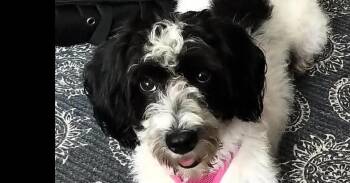 Gracie -  Cocker Spaniel Dog for Adoption in Dallas, Texas - Gracie | PetCurious