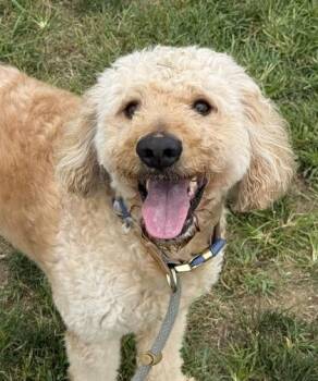 Barkley -  Standard Poodle and Mixed Breed Dog for Adoption in Fallston, Maryland - Barkley | PetCurious
