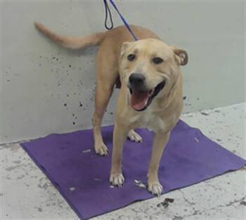 Labrador Retriever and Mixed Breed Dogs Available for Adoption in Houston, Texas - PEACHES | PetCurious