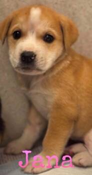 Rescue Border Collie and Labrador Retriever Dogs for Adoption in El Dorado, Arkansas - Jana | PetCurious