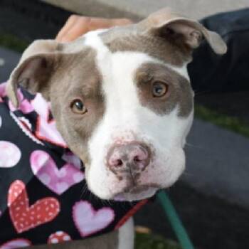 American Staffordshire Terrier Dogs Available for Adoption - Solstice | PetCurious