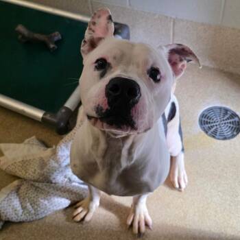 Pit Bull Terrier and Mixed Breed Dogs Available for Adoption in Bristol, Indiana - Otto | PetCurious
