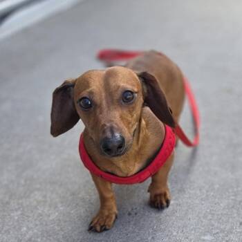 Goliath -  Miniature Dachshund Dog for Adoption in Bedford, New Hampshire - Goliath | PetCurious