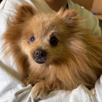 Pomeranian Dogs Available for Adoption - Chickpea | PetCurious