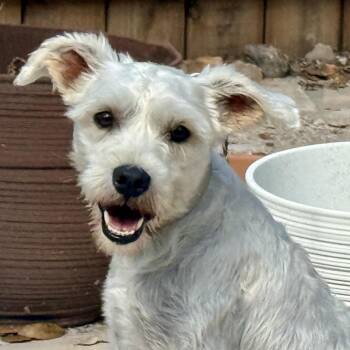 Chloe - pearly white Schnauzer girl -  Miniature Schnauzer Dog for Adoption in Hondo, Texas - Chloe - Pearly White Schnauzer Girl | PetCurious