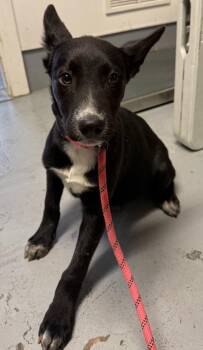 Husky Dogs Available for Adoption in Trenton, New Jersey - Rocky | PetCurious