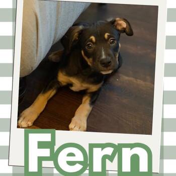Fern -  Terrier and Labrador Retriever Dog for Adoption in Orangevale, California - Fern | PetCurious