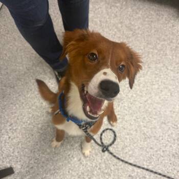 Barnacle -  Hound and Mixed Breed Dog for Adoption in Enfield, New Hampshire - Barnacle | PetCurious