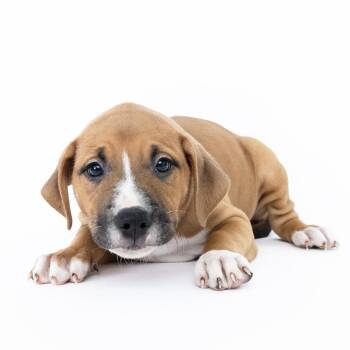 Focaccia -  Mixed Breed Dog for Adoption in Franklin, Tennessee - Focaccia | PetCurious