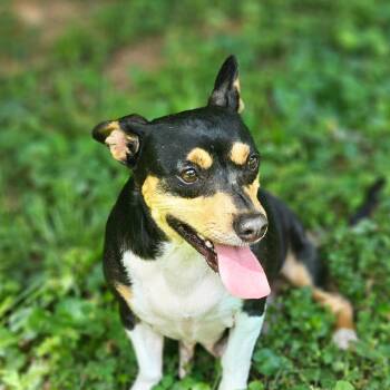 Dachshund and Chihuahua Dogs Available for Adoption in Decherd, Tennessee - Nancy | PetCurious