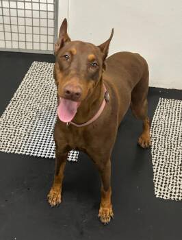 Rescue Doberman Pinscher Dogs for Adoption in Huntington Beach, California - Roxy | PetCurious