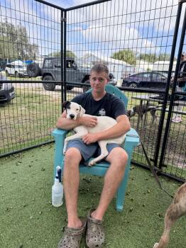Emerson -  Pointer Dog for Adoption in Lakeland, Florida - Emerson | PetCurious