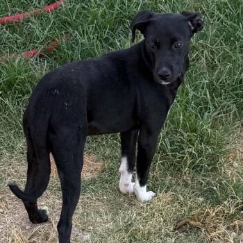 Hattie -  Labrador Retriever Dog for Adoption in Williston, Vermont - Hattie | PetCurious