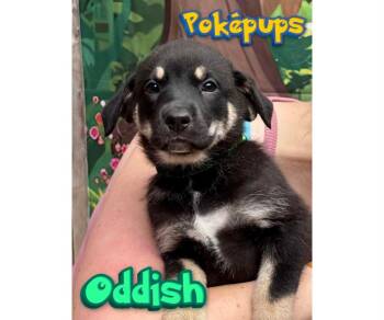 Oddish -  Mixed Breed Dog Available for Adoption in Milton, Delaware - Oddish | PetCurious
