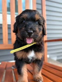 Paloma -  Sheepadoodle Dog for Adoption in Spring Hill, Tennessee - Paloma | PetCurious