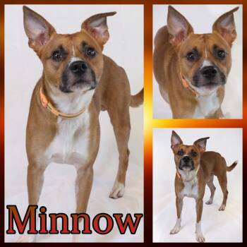 Minnow -  Pit Bull Terrier and Rat Terrier Dog for Adoption in Hatfield, Pennsylvania - Minnow | PetCurious