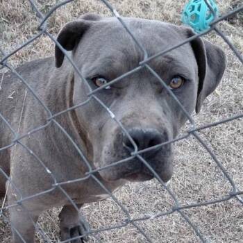 American Staffordshire Terrier and Bullmastiff Dogs Available for Adoption in Kim, Colorado - Jelly Bean | PetCurious