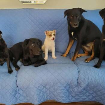 Mixed Breed Dogs Available for Adoption in Buffalo, Minnesota - Memphis | PetCurious