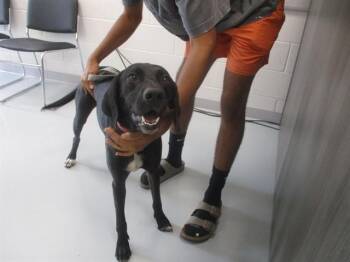 PEARL -  Labrador Retriever and Mixed Breed Dog for Adoption in Ocala, Florida - PEARL | PetCurious