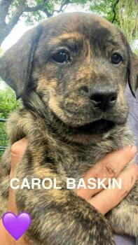 Labrador Retriever and Mixed Breed Dogs Available for Adoption in Broomfield, Colorado - Conachere / Carol Baskins | PetCurious