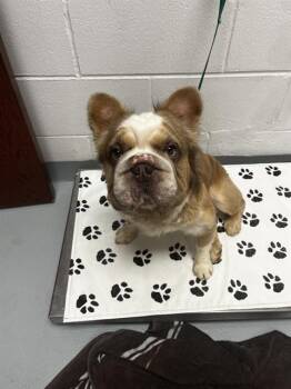 French Bulldog and Mixed Breed Dogs Available for Adoption - SLOTH | PetCurious