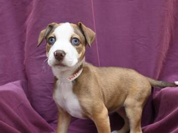 Caterpillar -  Siberian Husky and Pit Bull Terrier Dog for Adoption in Portland, Oregon - Caterpillar | PetCurious