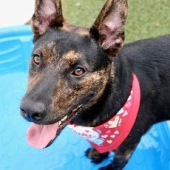 Rescue Mixed Breed Dogs for Adoption in Largo, Florida - Rosey | PetCurious