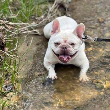 French Bulldog Dogs Available for Adoption in Huber Heights, Ohio - Midge | PetCurious
