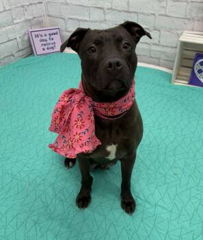 Pit Bull Terrier and Mixed Breed Dogs Available for Adoption - Plush | PetCurious